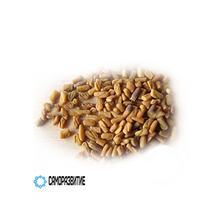Сухой экстракт семян пажитника-0