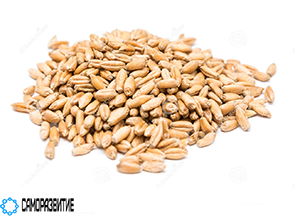 Сухой экстракт семян пшеницы-0