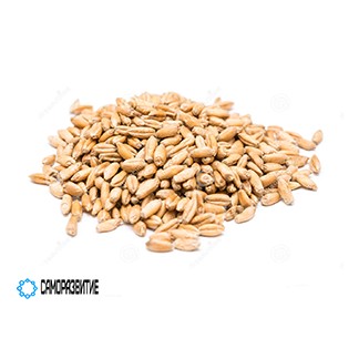 Сухой экстракт семян пшеницы