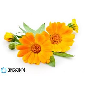 Сухой экстракт цветка календулы (лютеин 5%)-0