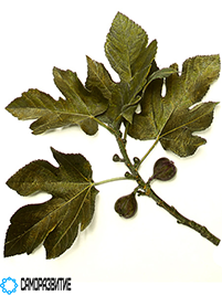 Сухой экстракт листьев инжира-0