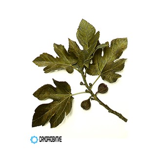 Сухой экстракт листьев инжира-0