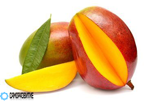 Сухой экстракт плодов манго-0