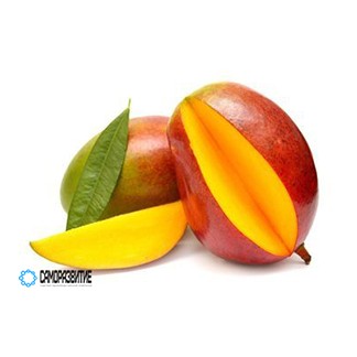 Сухой экстракт плодов манго