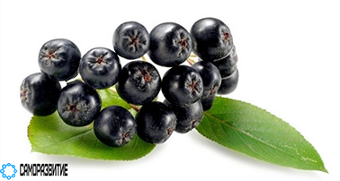 Сухой экстракт плодов рябины черноплодной (арония)-0